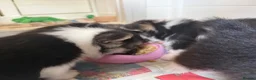 Welsh Corgi Pembroke dogs for sale: Champion sired girl looking for forever family - Advert 15