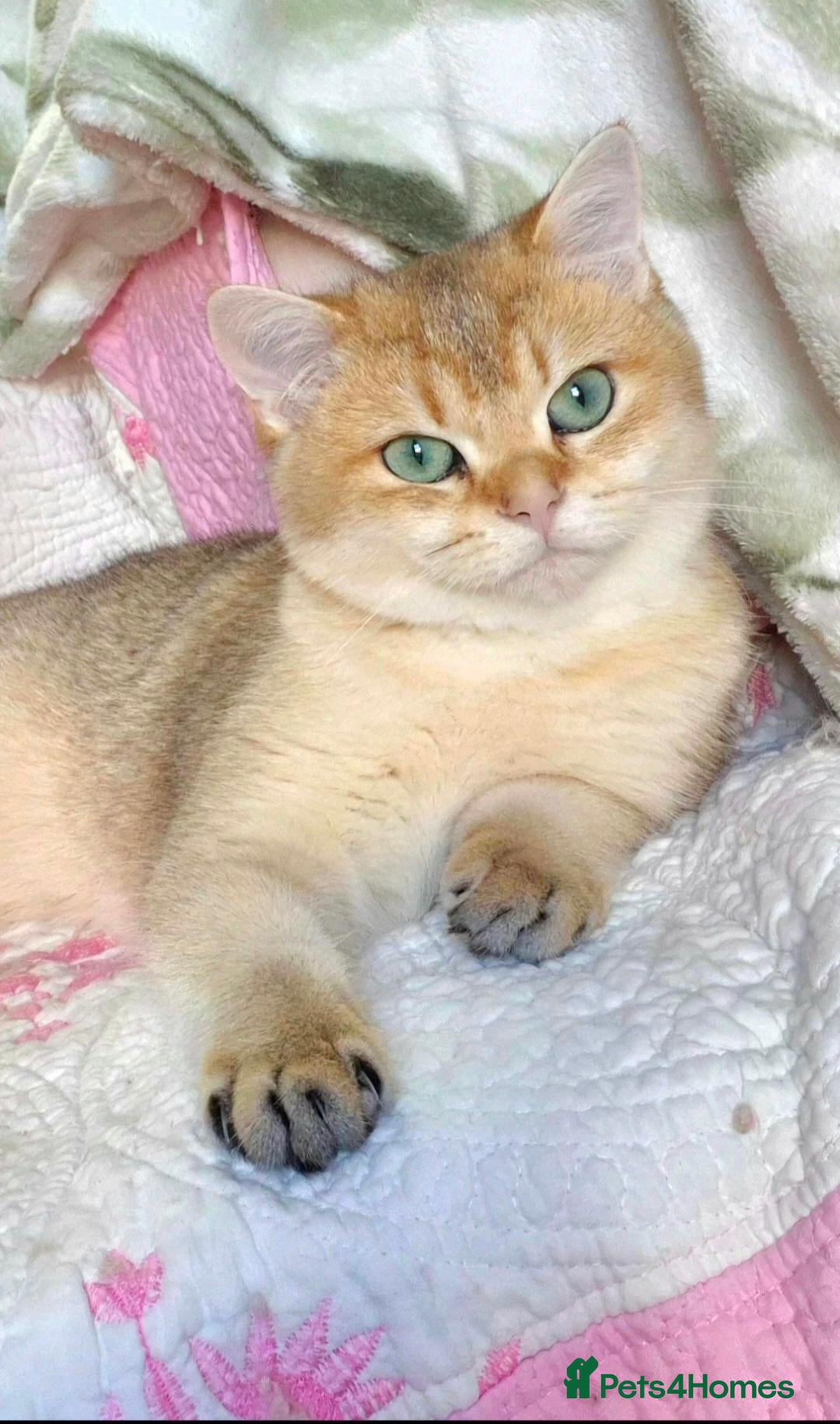 British Longhair cats  Tica registered BLH/BSH golden shaded  kittens  - Advert 1