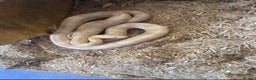 Mixed Breed reptiles for sale: 3 snakes for sale (see description) - Advert 3
