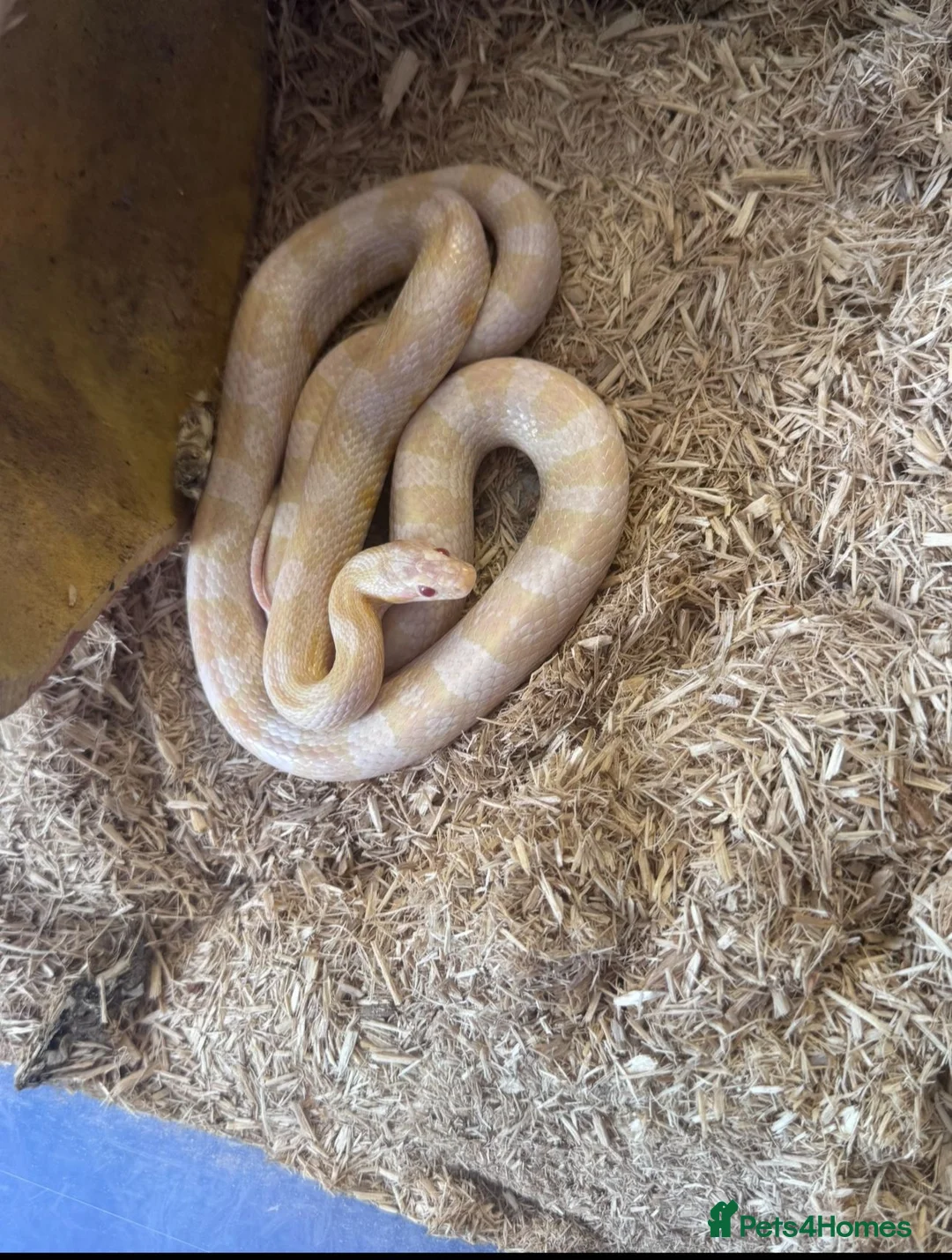 Mixed Breed reptiles for sale: 2 snakes for sale (see description) - Advert 3