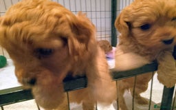 Cavapoo dogs for sale: F1 Cavapoo Pups  - Image 15
