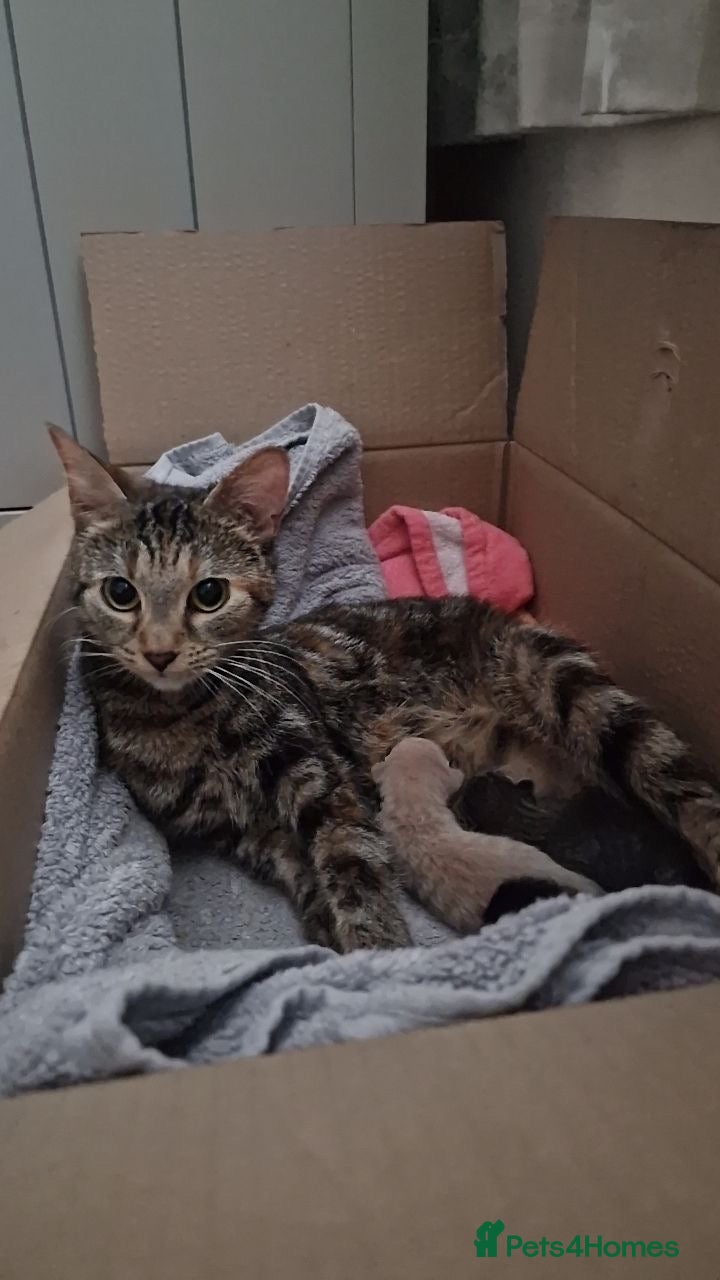 Mixed Breed cats Kitten Loki  - Advert 8