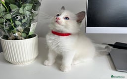 Ragdoll cats for sale: Pure Stunning Ragdoll Kittens - Image 7