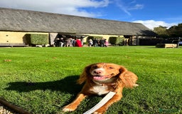 Cocker Spaniel dogs for sale: Cocker Spaniel Puppies - Image 22