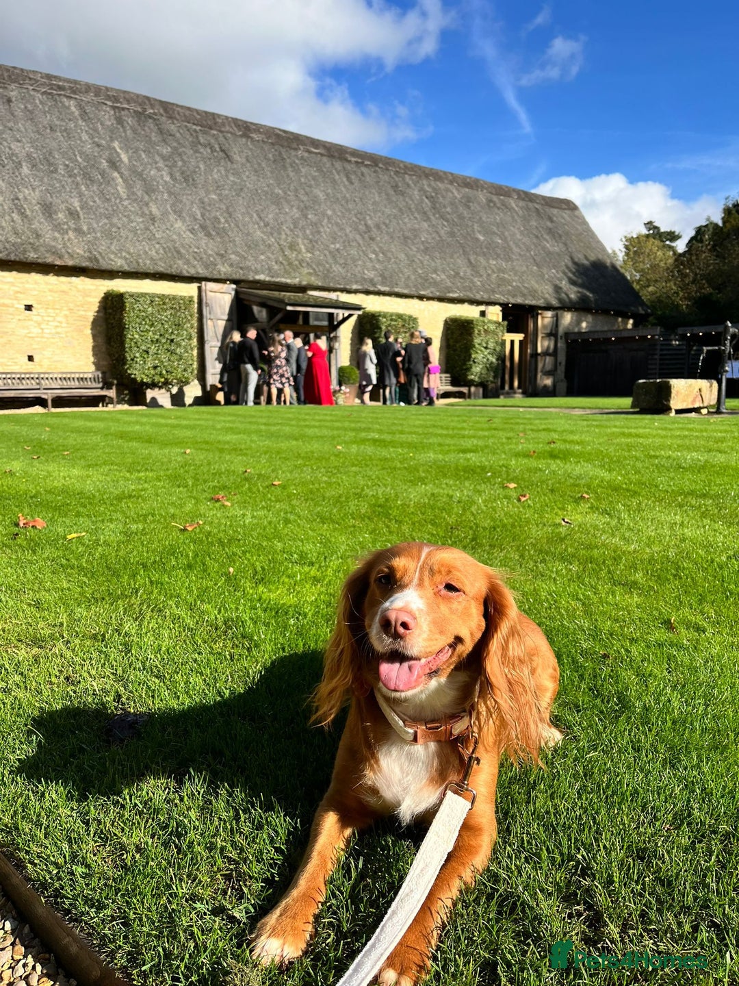 Cocker Spaniel dogs for sale: Cocker Spaniel Puppies - Image 22