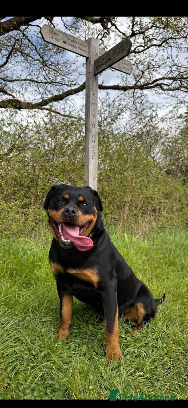 Rottweiler dogs ROTWEILER PUPPIES  - Advert 3