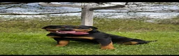 Rottweiler dogs for sale: ROTWEILER PUPPIES  - Advert 1
