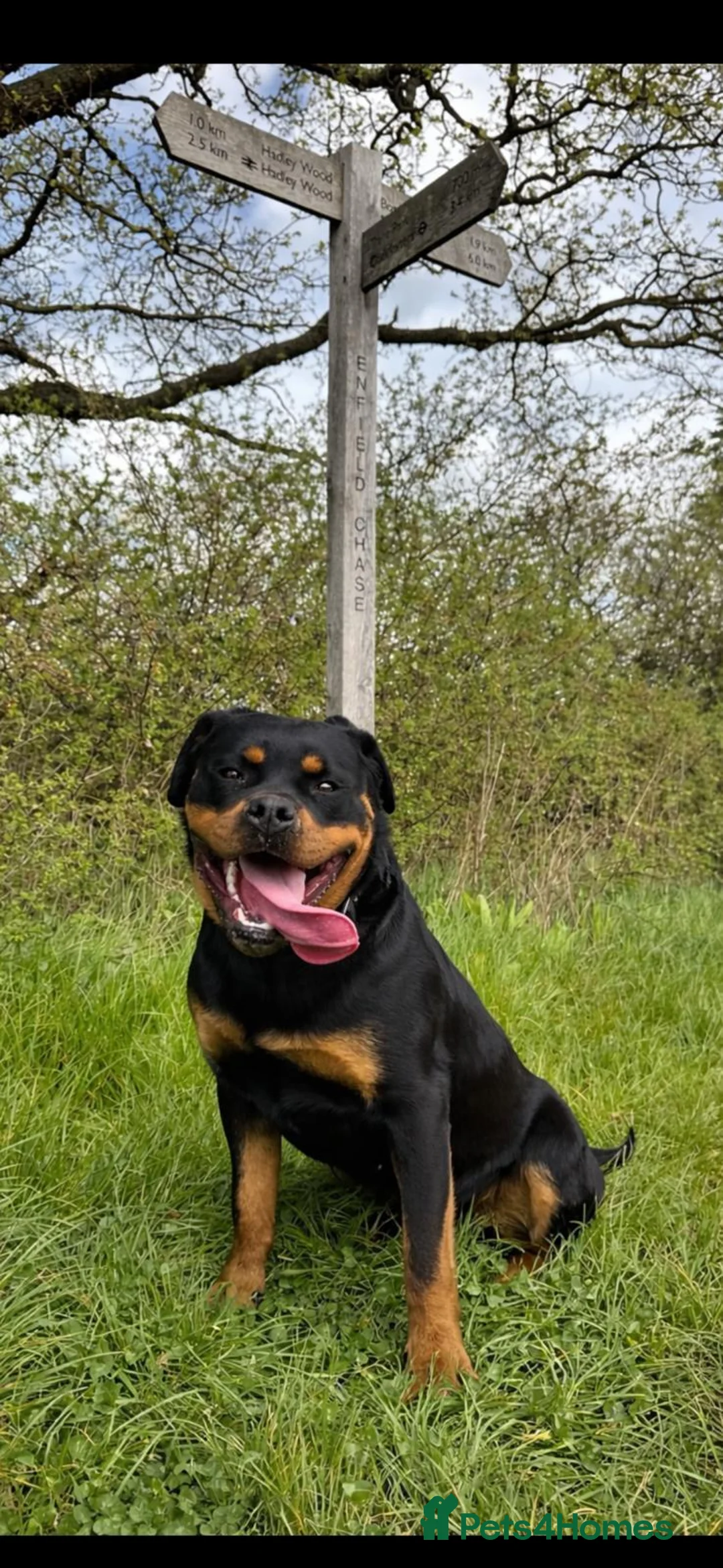 Rottweiler dogs for sale: ROTWEILER PUPPIES  - Advert 1