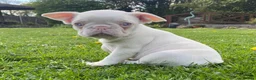 French Bulldog dogs for sale: Adorable French Bulldog Puppies for Sale 🐶❤️ - Advert 6