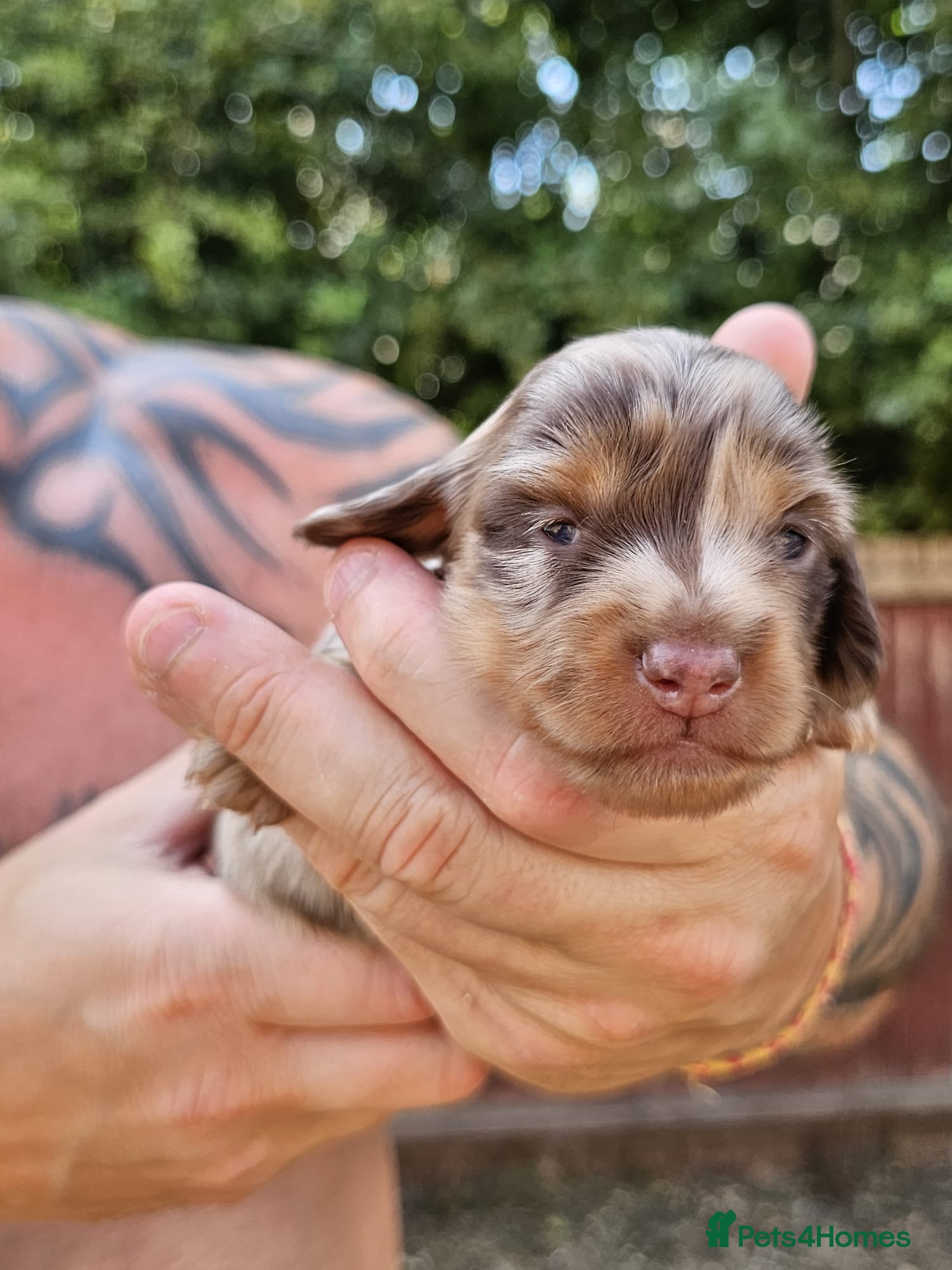 Miniature Dachshund dogs Miniature dachshund long haired - Advert 2
