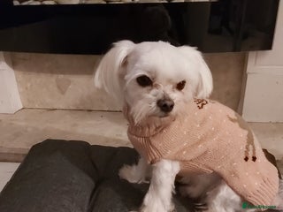 Maltese dogs in Spalding - Advert 12