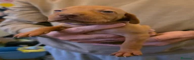 Hungarian Vizsla - Purple