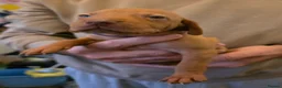 Hungarian Vizsla dogs for sale: Hungarian Vizsla Puppies  - Advert 8