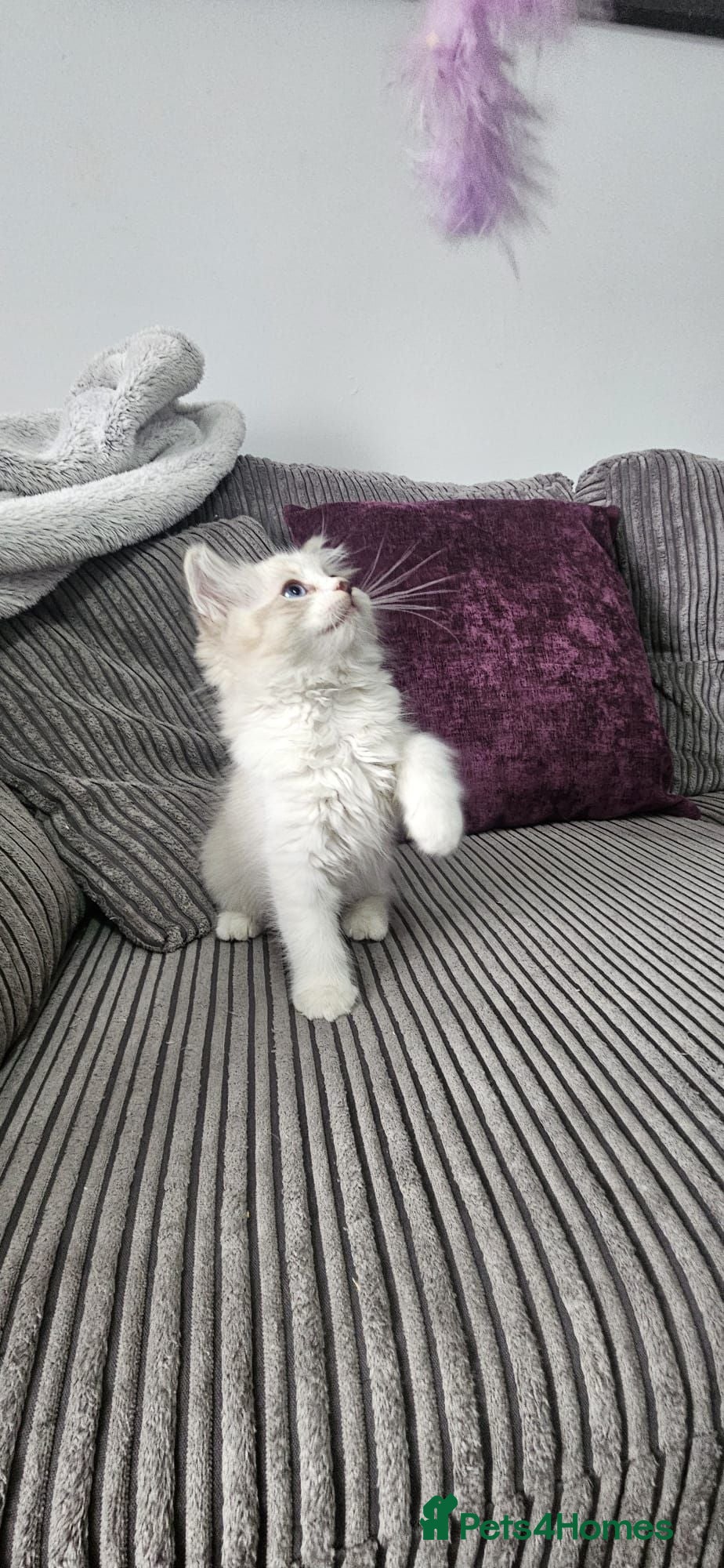 Ragdoll cats Stunning ragdoll kittens looking for new homes - Advert 6