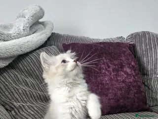 Ragdoll cats Stunning ragdoll kittens looking for new homes - Advert 6