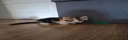 Ragdoll cats for sale: Ragdoll mixed Calico princesses  - Advert 9