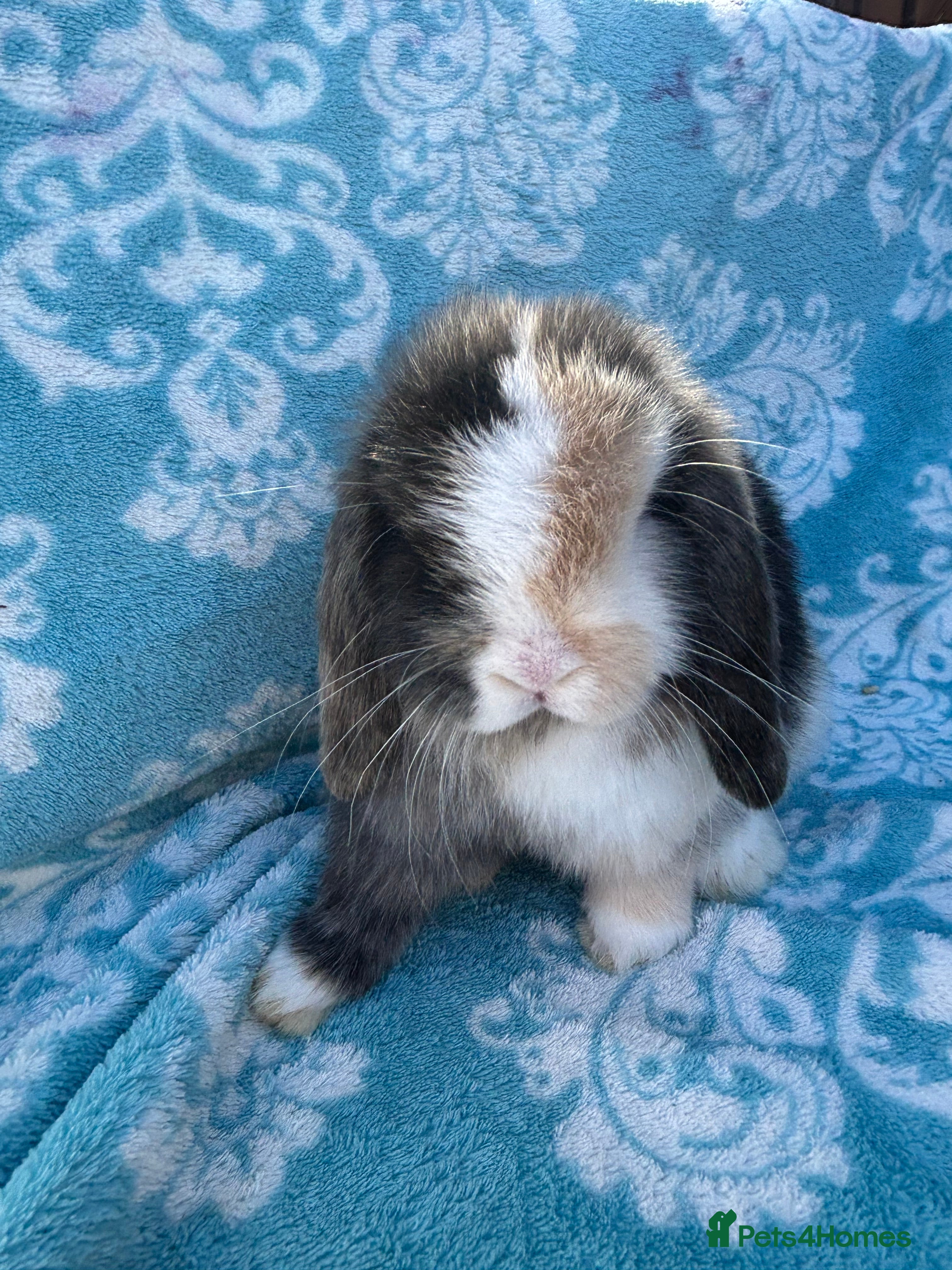 Mini Lop rabbits Pure bred mini lop babies - Advert 9