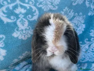 Mini Lop rabbits Pure bred mini lop babies - Advert 9