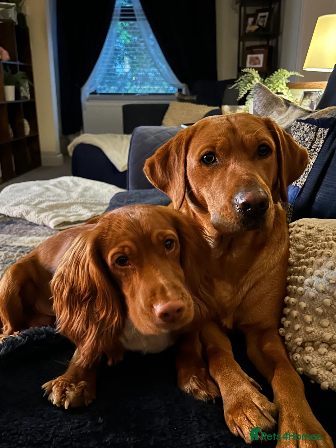 Cockerdor dogs for sale:  cockerdor puppies  - Advert 2