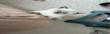 British Shorthair Kitten 5