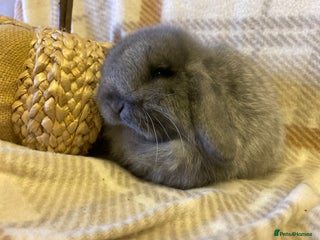 Mini Lop rabbits Mini lop - Advert 11