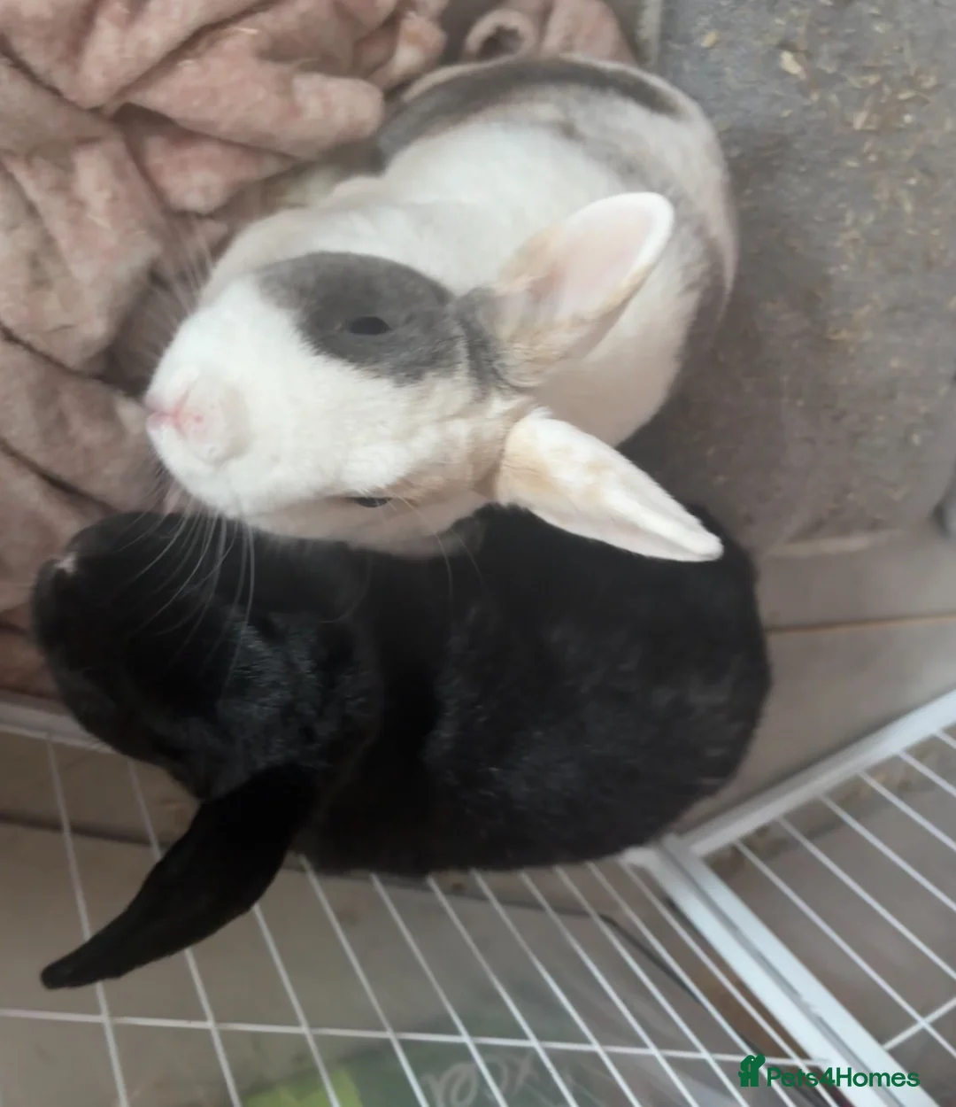 Mixed Breed rabbits for sale: Pair of friendly rabbits  - Advert 2