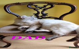 Scottish Fold cats for sale: Scottish fold kittens with blue eyes  - Image 19