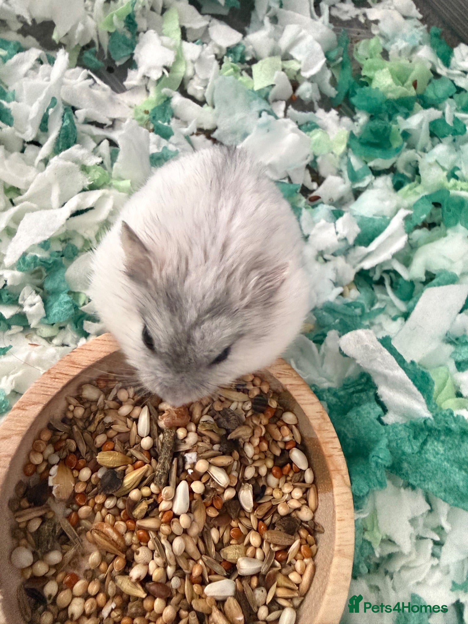 Hamster rodents Pearl winter white dwarf hamster from the litter - Advert 5