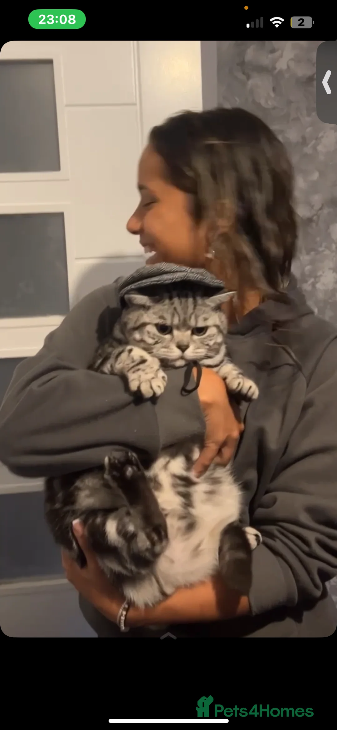 British Shorthair cats for sale: 5 year old British shorthair - Beau  in Solihull - Advert 1