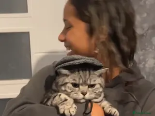 British Shorthair cats 5 year old British shorthair - Beau in Solihull - Advert 1