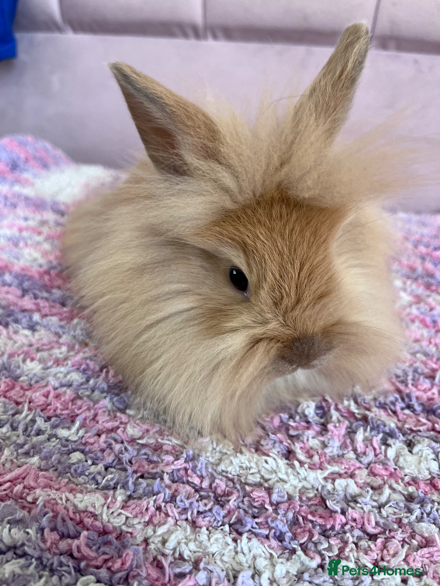 Lionhead rabbits 6 lionheads ready now!!  - Advert 6