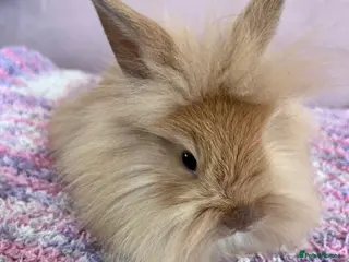 Lionhead rabbits 6 lionheads ready now!! - Advert 6