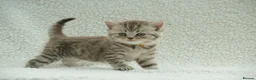 British Shorthair cats for sale: Gccf registered British Shorthair silver tabby's  - Advert 22