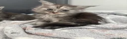 Maine Coon cats for sale: 🐾 Exceptional TICA Registered Maine Coons 🐾 - Advert 17