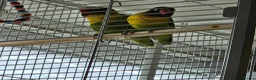 Lovebirds birds for sale: Lovebirds for sale handreared and pair  - Advert 3