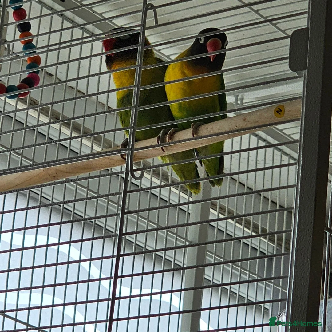 Lovebirds birds for sale: Lovebirds for sale handreared and pair  - Advert 3