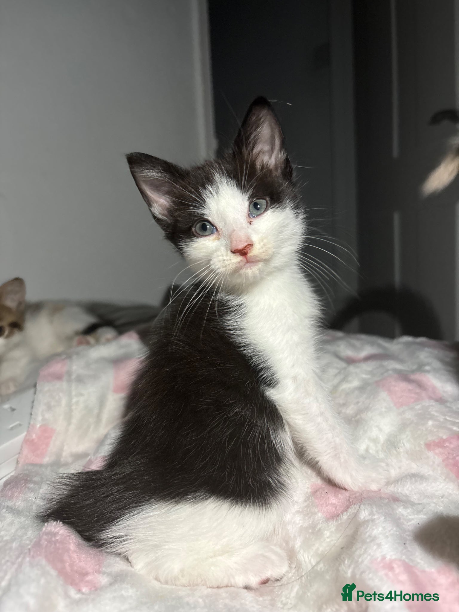 Mixed Breed cats Kittens for sale - Advert 1