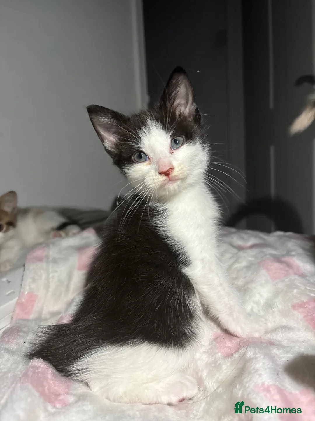 Mixed Breed cats for sale: Kittens for sale in Chatham - Advert 1