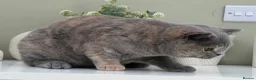 British Shorthair cats for sale: Stunning Blue Cream British - Advert 2