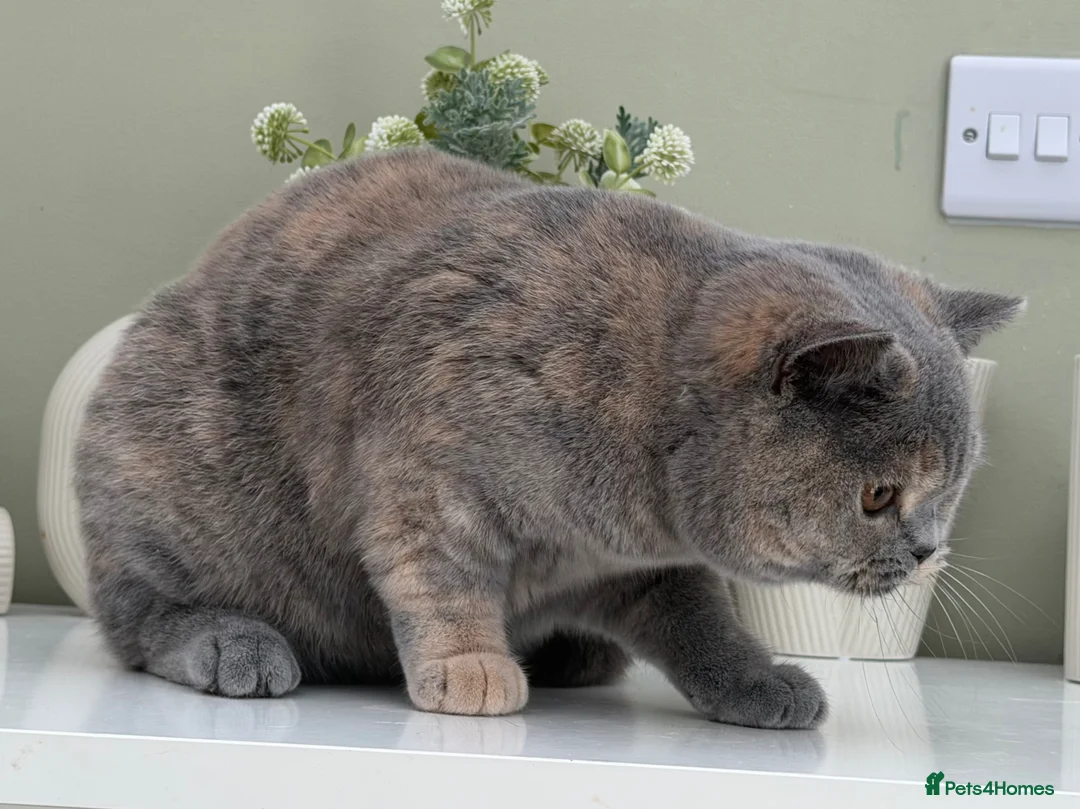 British Shorthair cats for sale: Stunning Blue Cream British - Advert 2
