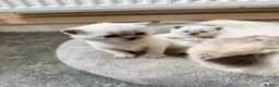 British Shorthair cats for sale: Beautiful Colour point British Shorthair Kittens - Advert 3