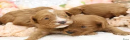 Cavapoo dogs for sale: *HEALTH TESTED* CAVAPOOS - Advert 9