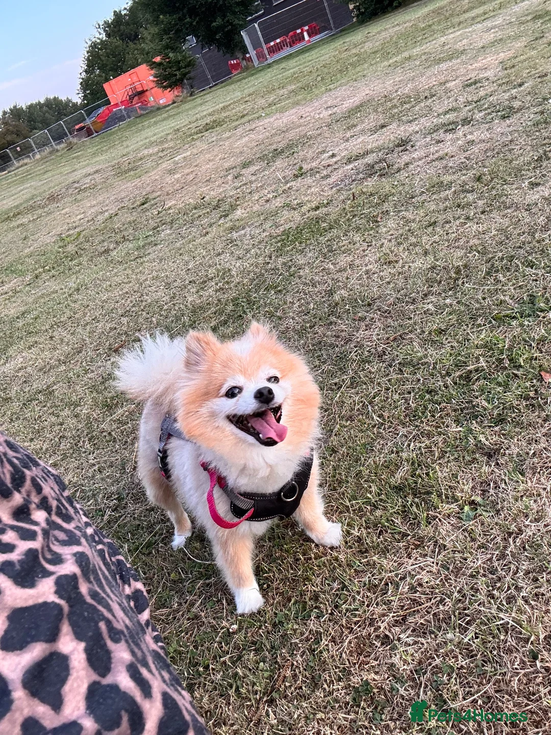 Pomeranian dogs for sale: Lovely Family Dog Looking for a Loving New Home - Advert 5