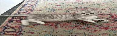 Mixed Breed 1- Poppy