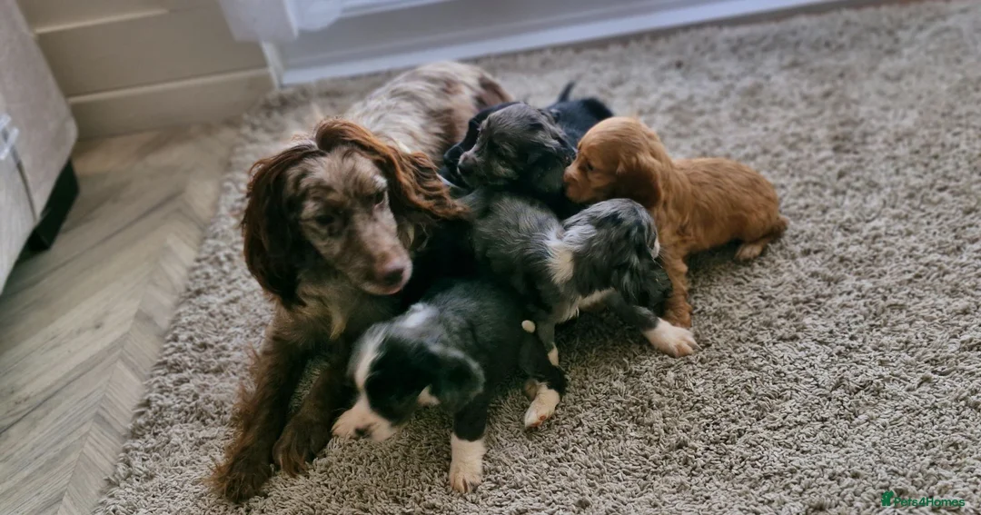 Cocker Spaniel dogs for sale: Cocker spaniel pups - Advert 2