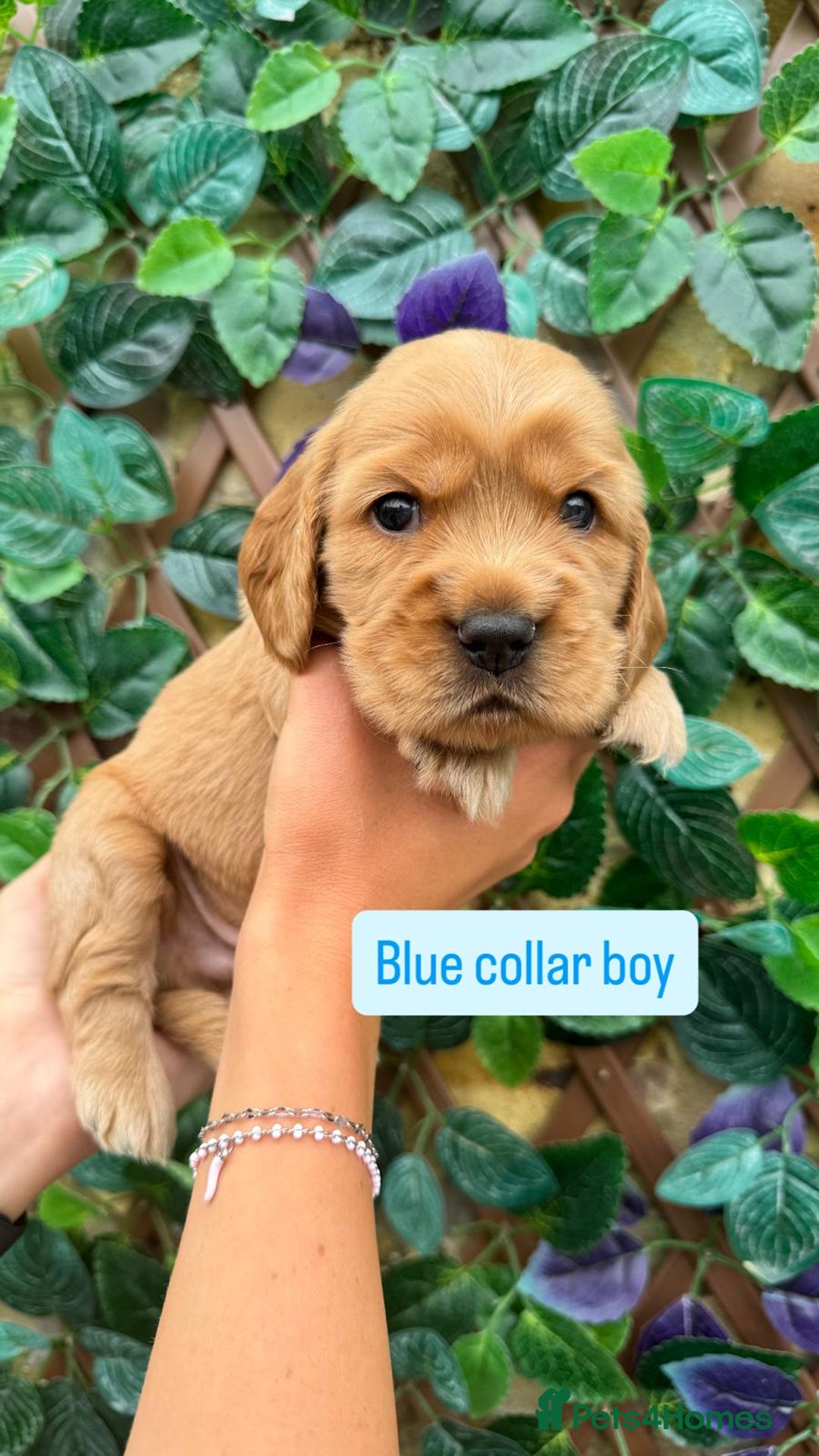 Cocker Spaniel dogs for sale: SUPERB SHOW TYPE COCKER SPANIEL PUPPIES  - Image 2