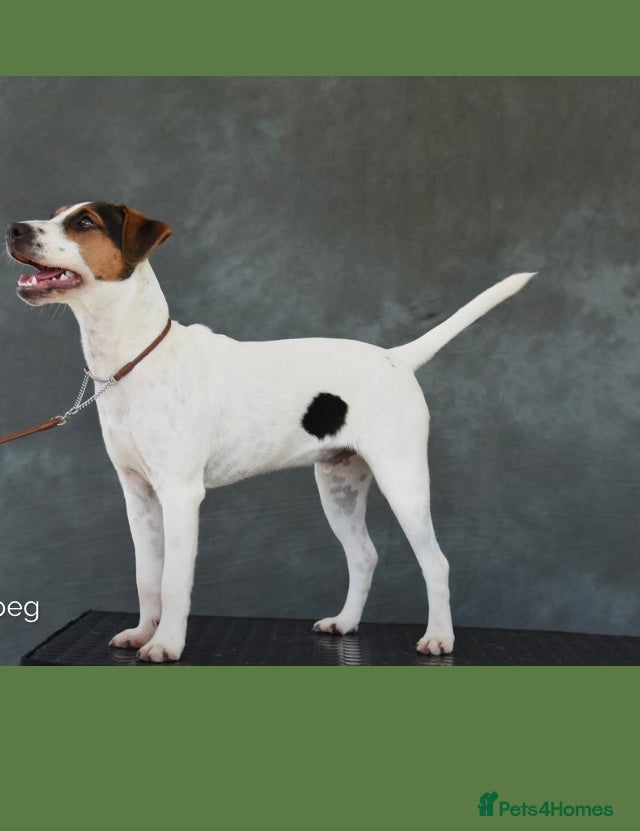 Parson Russell dogs ***** STUD ONLY***** - Advert 3