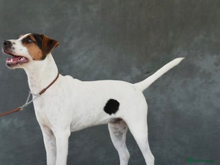 Parson Russell dogs ***** STUD ONLY***** - Advert 2