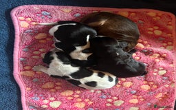 Cocker Spaniel dogs for sale: Stunning Petite Dark Blue Roan Boy Remaining - Image 3