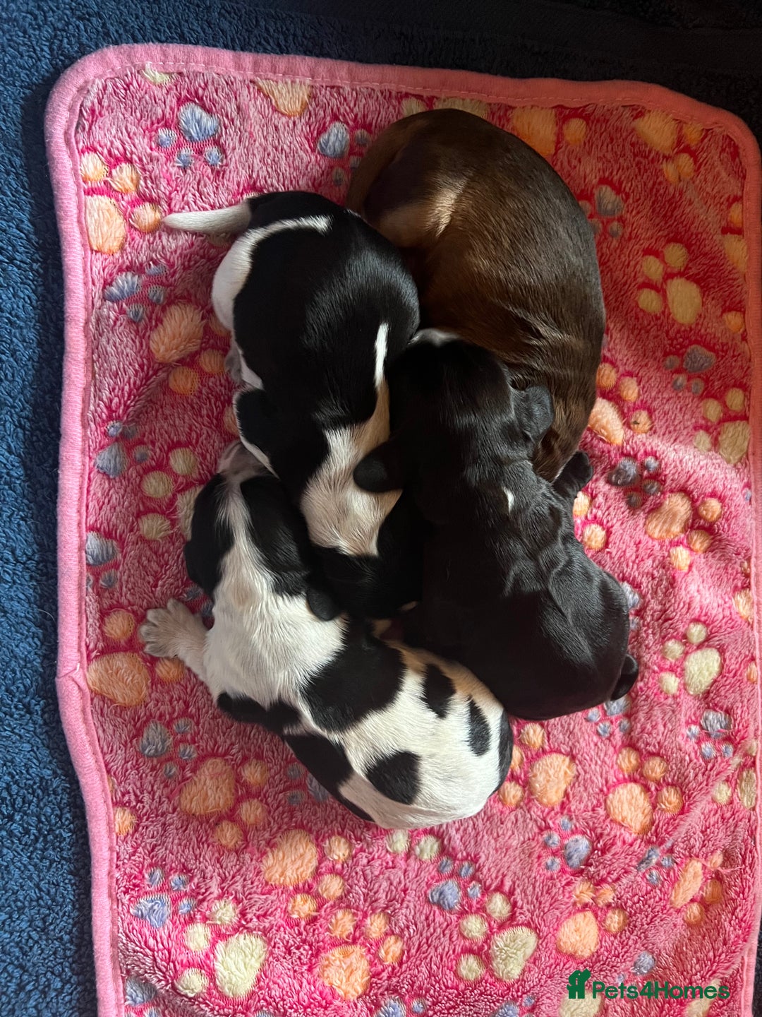 Cocker Spaniel dogs for sale: Stunning Petite Dark Blue Roan Boy Remaining - Image 3